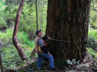 A man measures a large Douglas fir tree in Wildwood Ecoforest