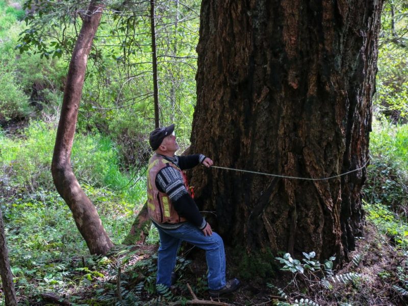 A man measures a large Douglas fir tree in Wildwood Ecoforest