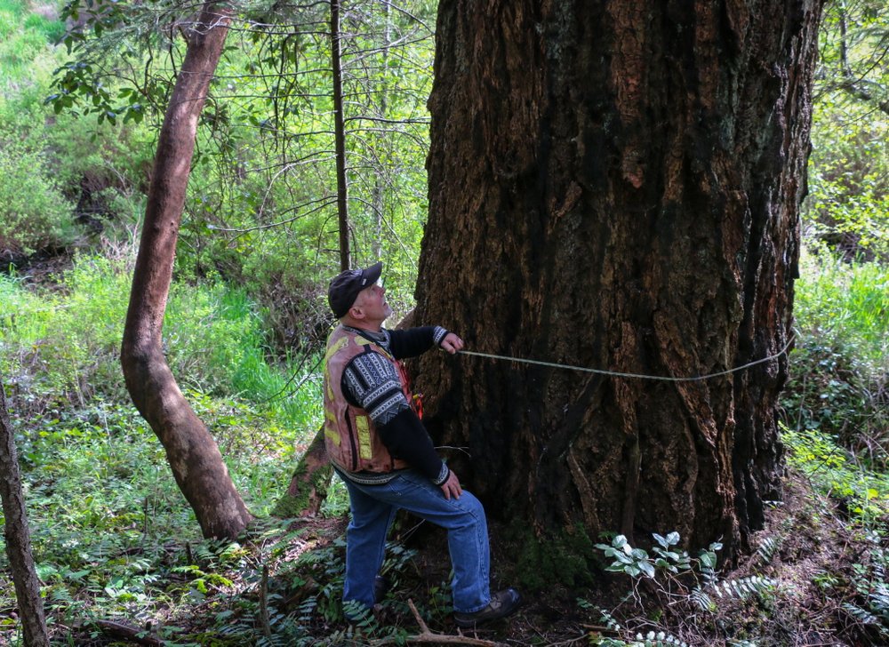 A man measures a large Douglas fir tree in Wildwood Ecoforest