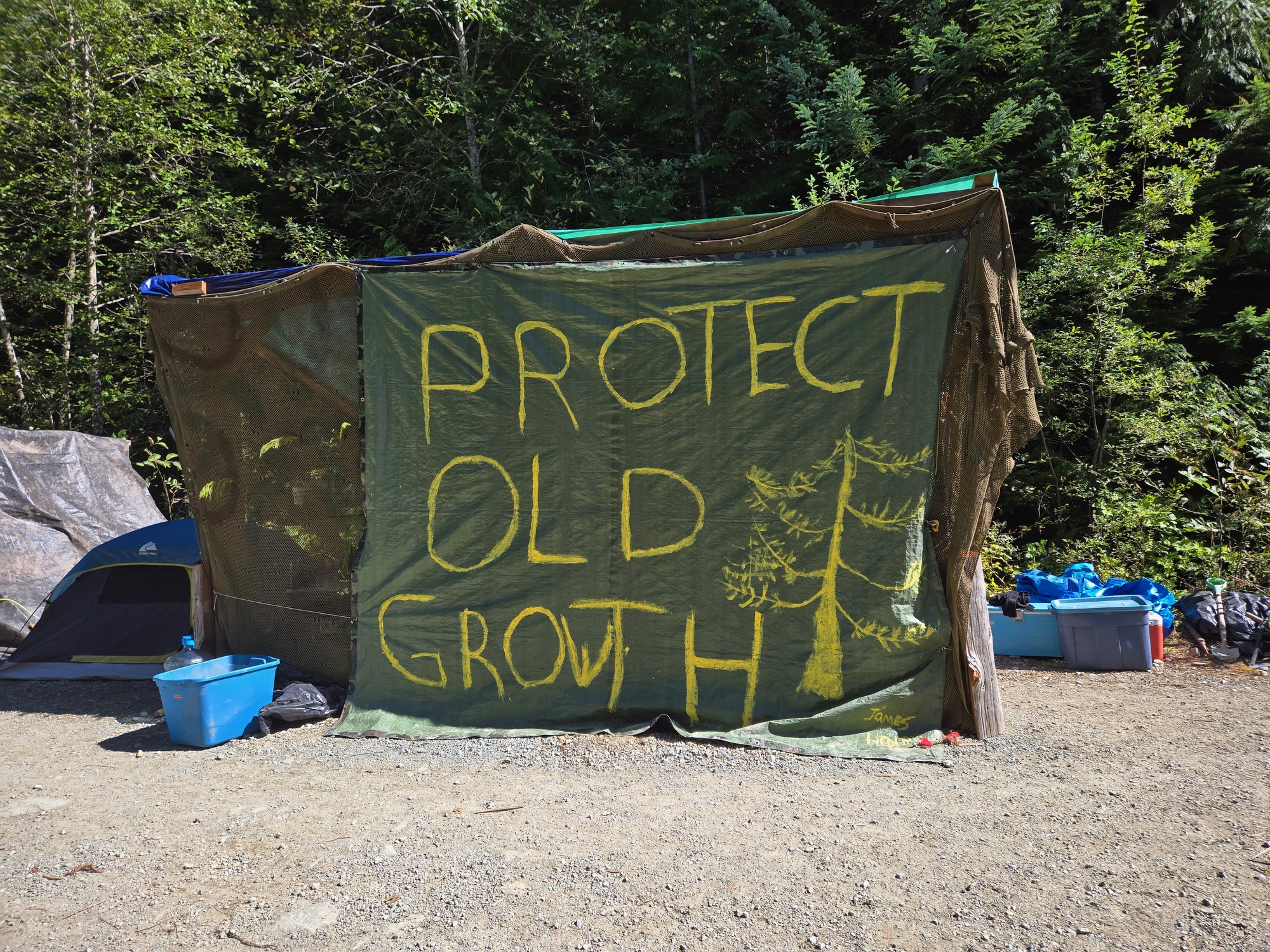 A big green sign takes up most of the photo. It reads PROTECT OLD GROWTH with a drawing of a tree on the right side. Behind the sign is a forest and a tent and some totes.
