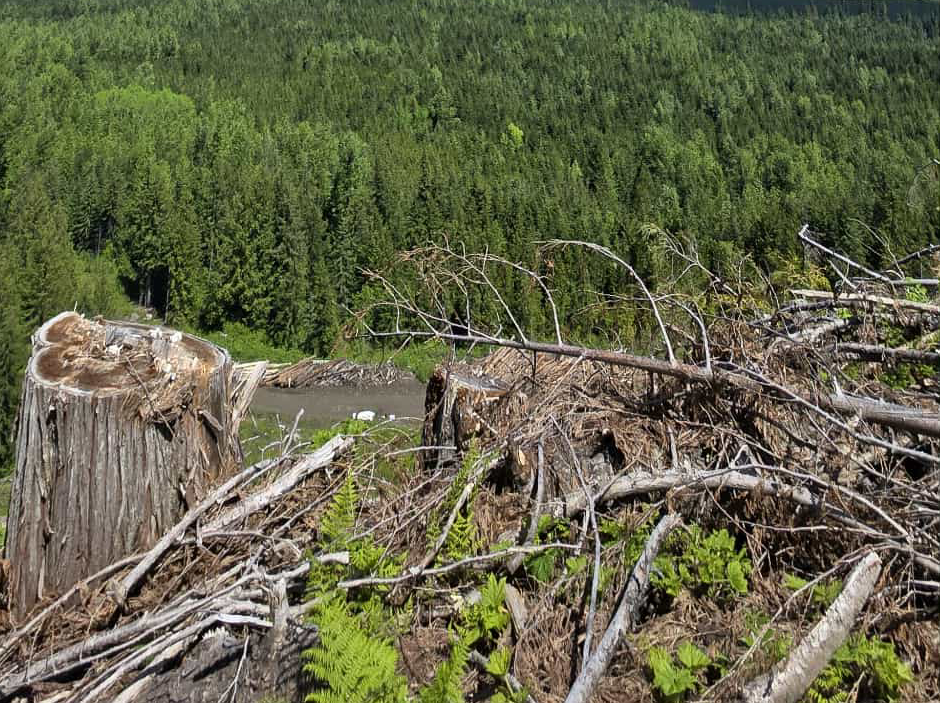 A view from on top of an old-growth cut block. There are large stumps and sticks in the foreground and a logging road in the background.