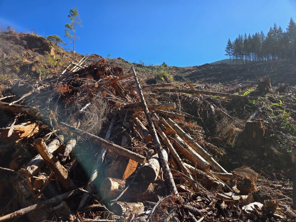 A cut block on a slope. There are old stumps and slash piles throughout the image. It is a bright and sunny day. A patch of trees is in the backgrounds. 