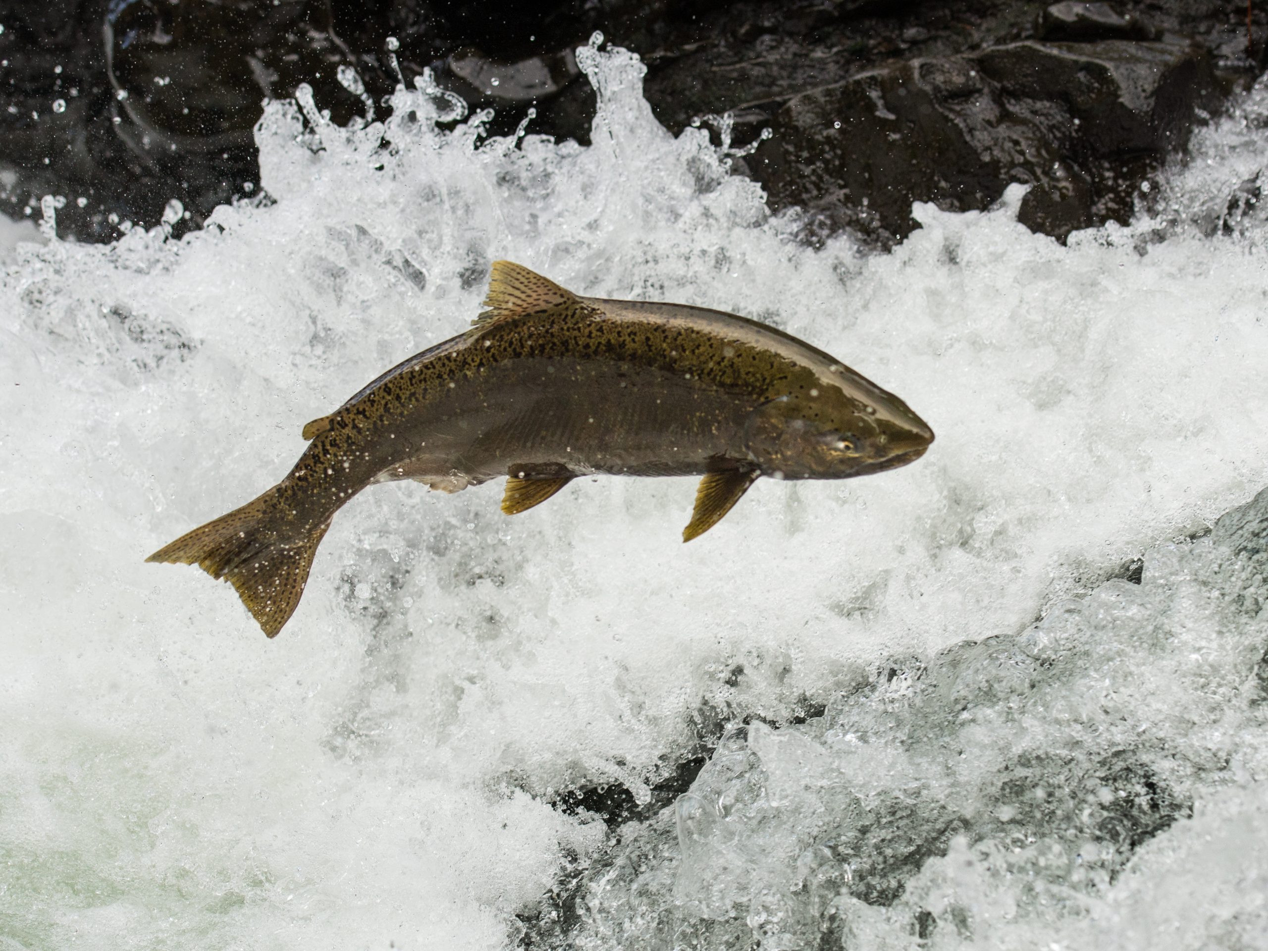 A chinook slamon jumping in a river.