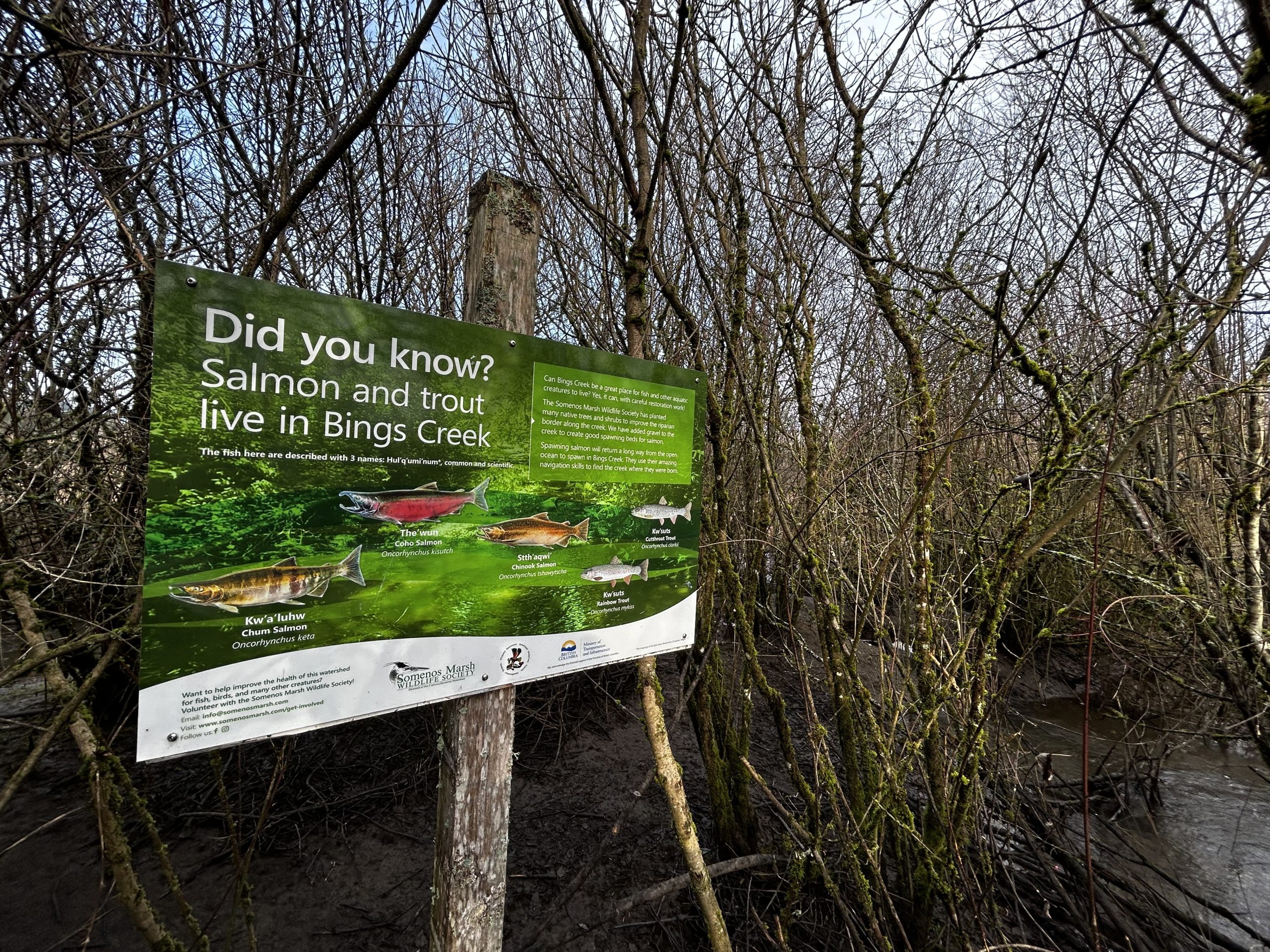 A sign showing the types of salmon in Bings Creek.