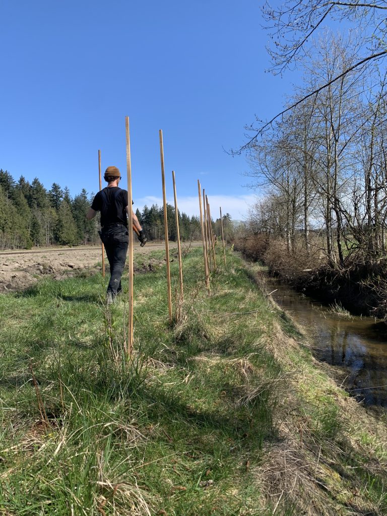 A LUSH Valley volunteer walks along some wooden stakes that are in the ground. The stakes are on a stream bank, with a creek running alongside it.