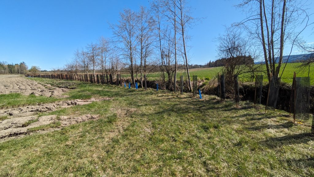 A photo of a field, some trees and some ground that has been dug up along a creek as part of restoration work on a farm.