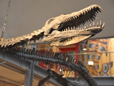 The skull of a replica dinosaur fossil in a Comox Valley museum
