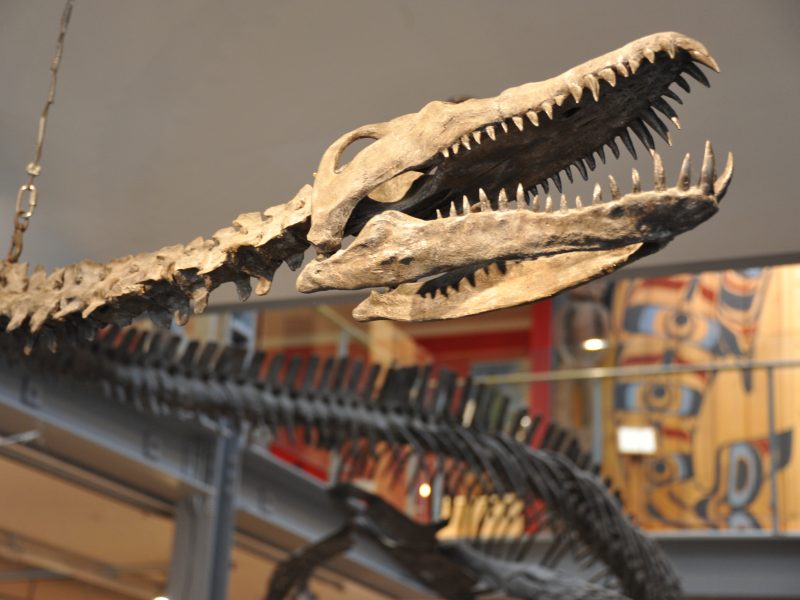 The skull of a replica dinosaur fossil in a Comox Valley museum