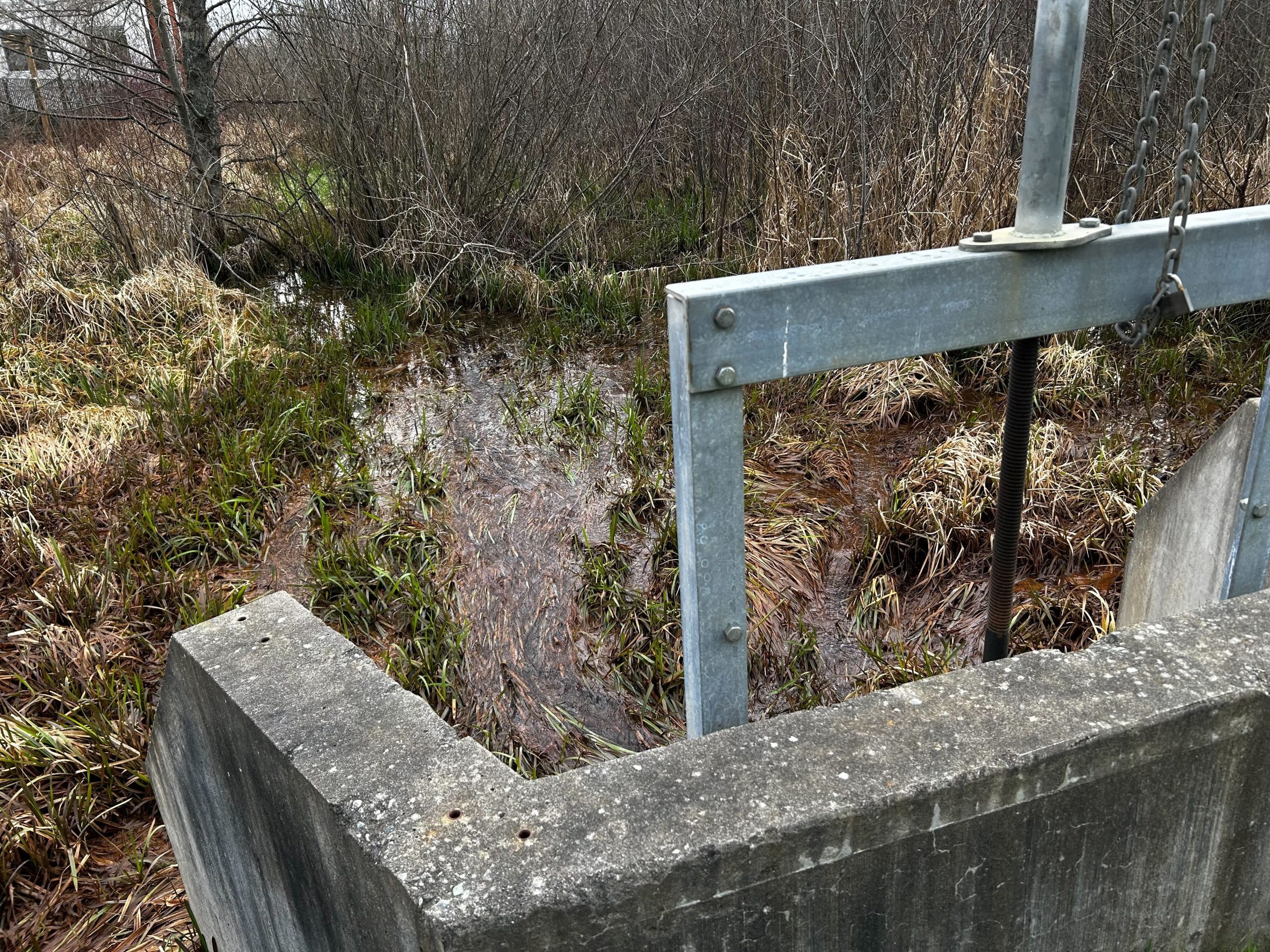 A gate at the south end of the Somenos marsh showing water flowing to other parts of the wetlands.