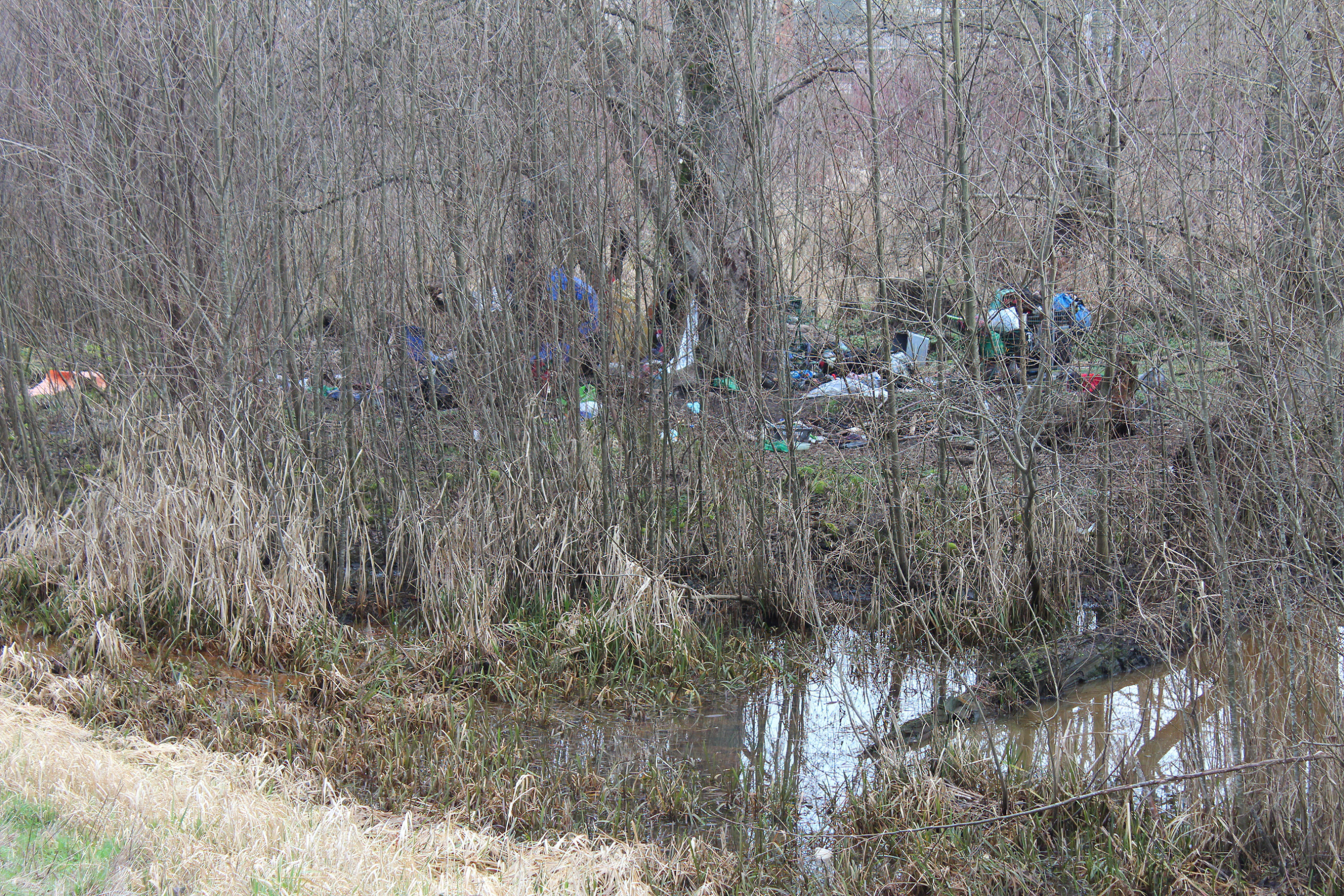 A marsh land where part of an encampment has been built and now houses some unhoused residents following the Lewis Street Decampment.