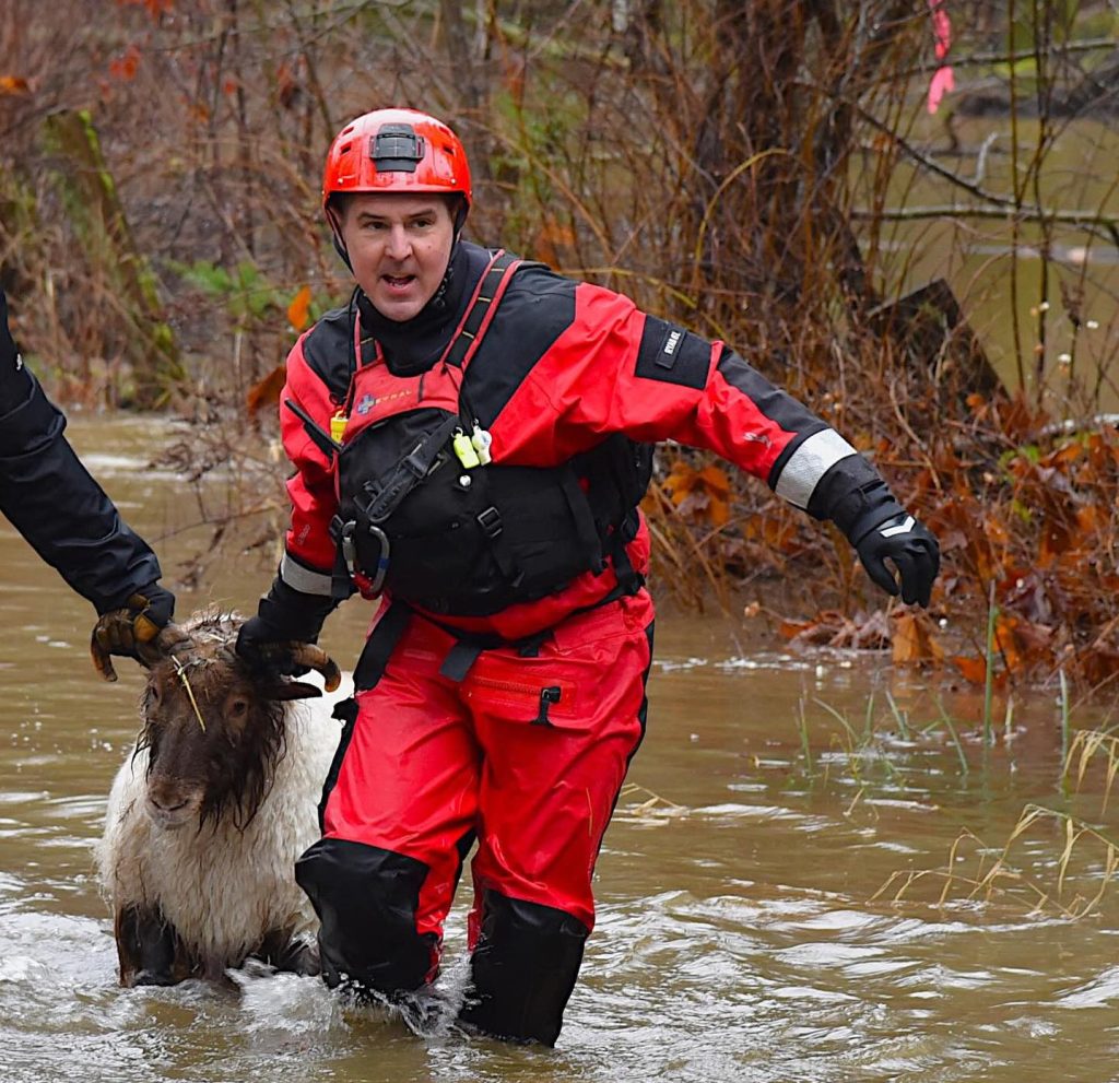 A Comox Valley Search and Rescue member wearing a red suit and helmet helps evacuate a sheep during flooding in the Comox Valley on Jan. 30. They are knee deep in water.