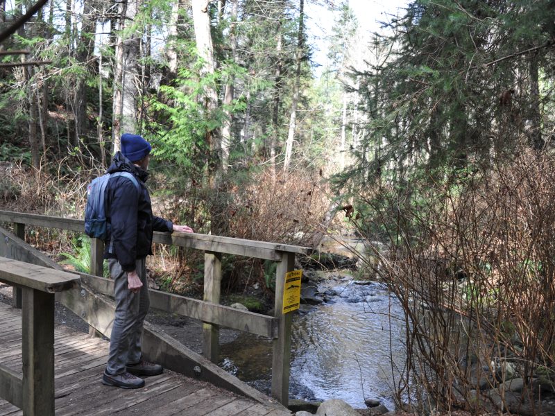 A man stands on a bridge overlooking Brooklyn Creek in a forest setting.