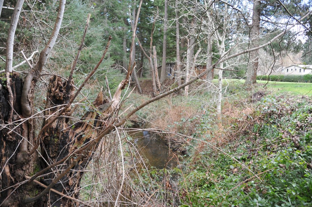A forested area with a creek running through it.