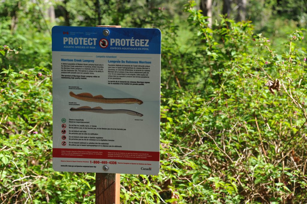 A sign with drawings of lamprey and large wording that says "Protect Species At Risk." The sign is posted in front of a green space near Morrison Creek