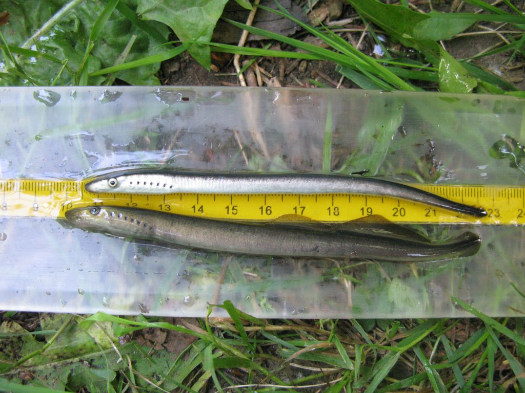 Two lamprey lay one above the other on a transparent piece of plastic with a measuring tape underneath. There is grass below.