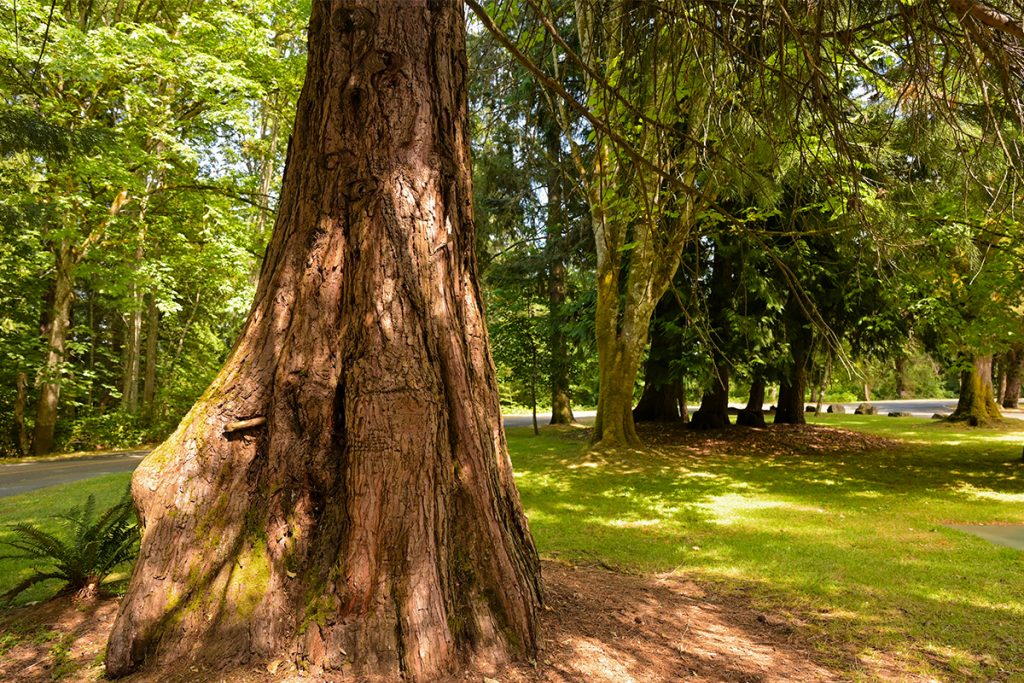 What is the City of Nanaimo doing to preserve trees?