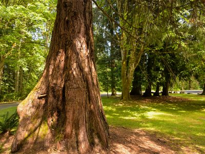 Advocates say that Nanaimo needs more high-quality green spaces, such as these trees in Bowen Park, as well as increased canopy cover on residential streets that can help lower temperatures on hot days and make the city more resilient to climate change. Photo by Mick Sweetman / The Discourse.
