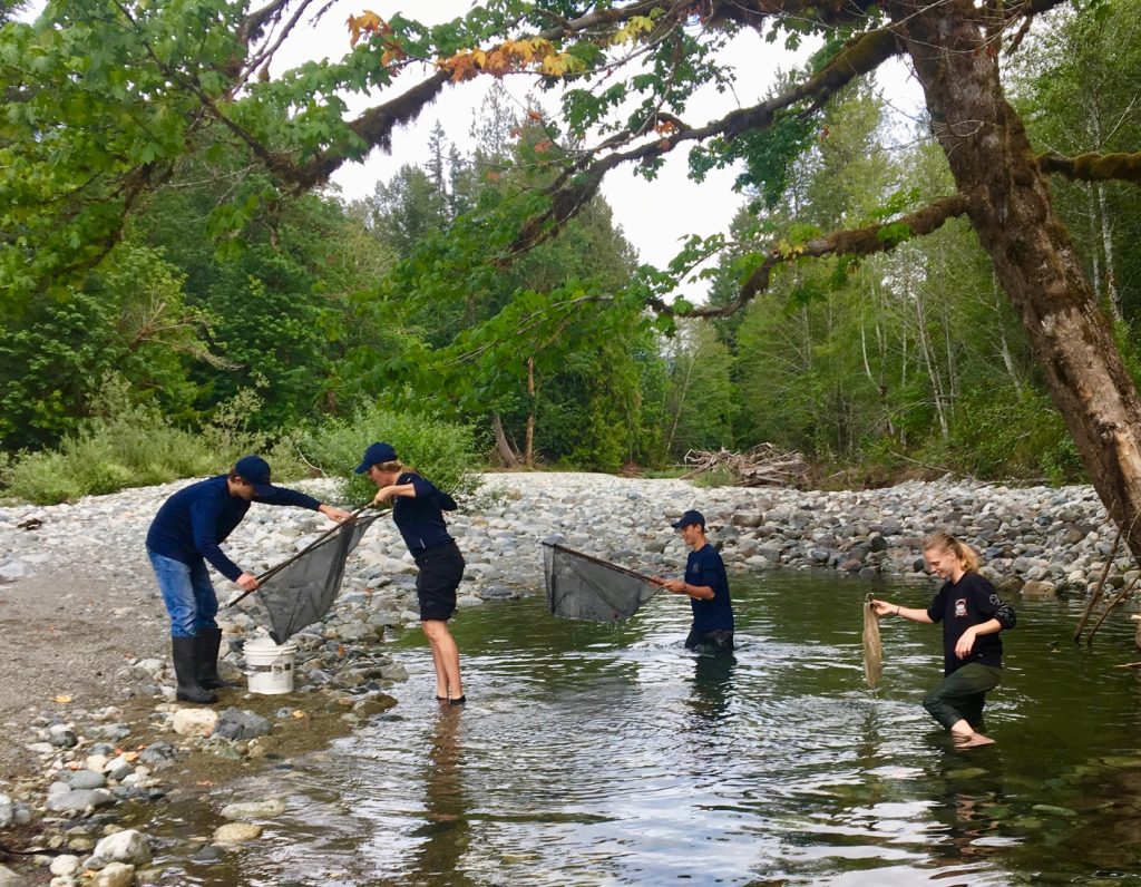 A group of four volunteers stand in a pool of water and on a dry riverbed with nets and buckets to rescue salmon in the Cowichan Valley