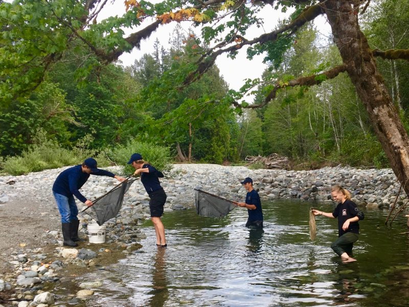 A group of four volunteers stand in a pool of water and on a dry riverbed with nets and buckets to rescue salmon in the Cowichan Valley