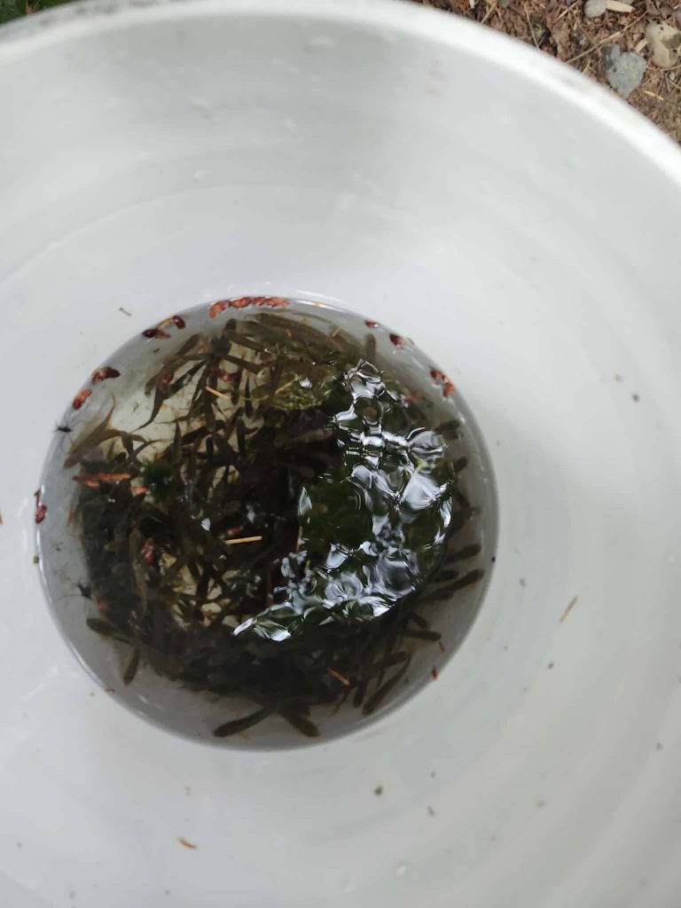 A bucket with water and many small juvenile salmon in it