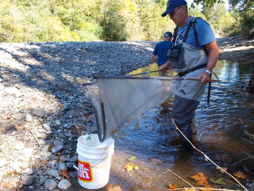 A man holds a net over a bucket while he stands in a river. There are small juvenile salmon being transferred into the bucket.