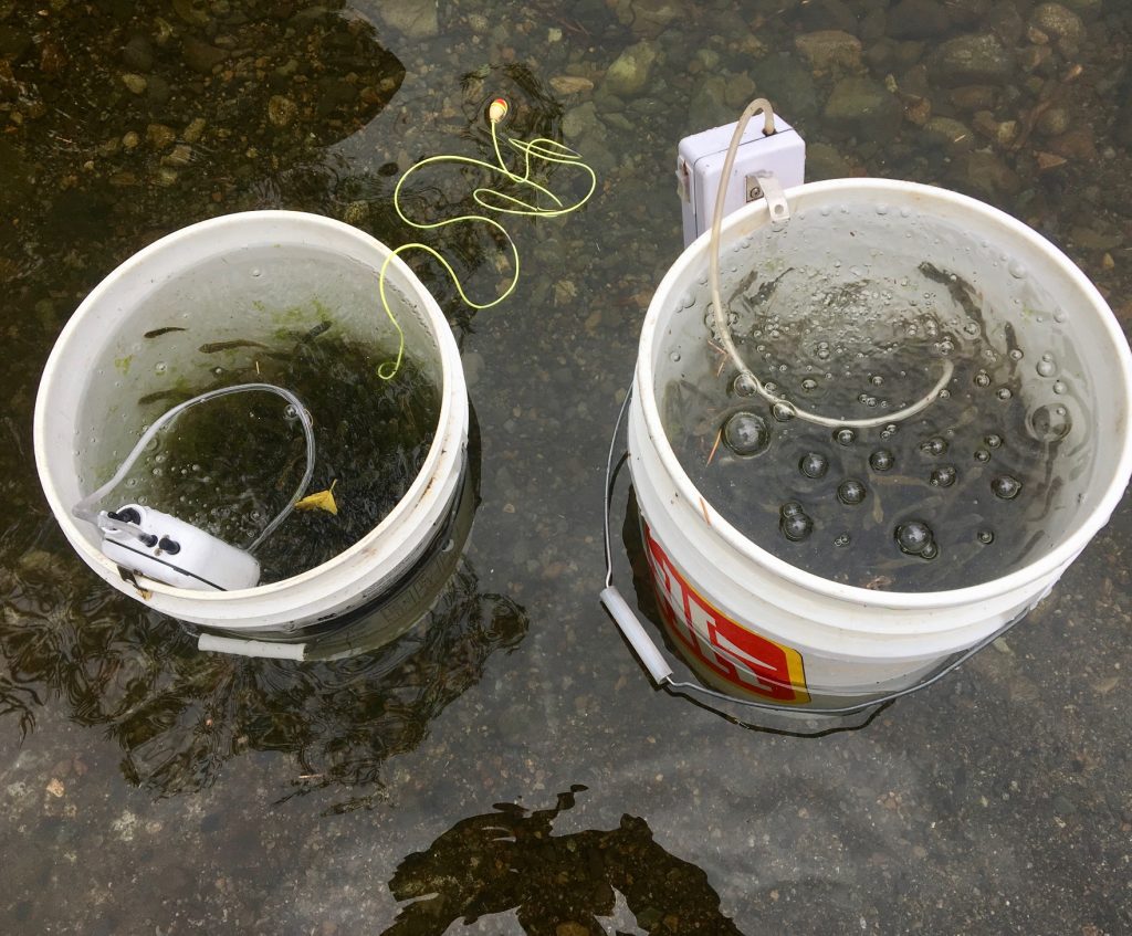 Two buckets stand in river water. They are filled with water and juvenile salmon and two aquarium bubblers sit on the edge of the buckets, creating bubbles in the water.