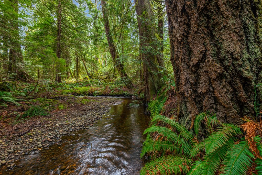 Sandy Creek spills into Deep Bay and through a property soon to be protected and accessible to the public.